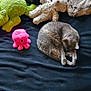 cat, bed, plush_toy, stuffed_animal, sleeping, black_cat, gray_cat, blue_bedspread, indoor, cozy, furniture, toy, soft, resting, animal, pet, cute, relaxing, home, comfort