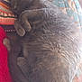 cat, sleeping, gray_fur, curled_up, blanket, cushion, plush_toy, indoor, cozy, resting, feline, pet, fur, tail, paw, soft, comfort, relaxation, home, nap