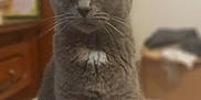 Chachoo participe au concours pour gagner de l'argent avec cette photo : cat, gray_cat, indoor, feline, pet, sitting, fur, whiskers, green_eyes, white_patch, table, wooden_furniture, blurred_background, curious, animal, domestic_cat, close_up, portrait, calm, furniture
