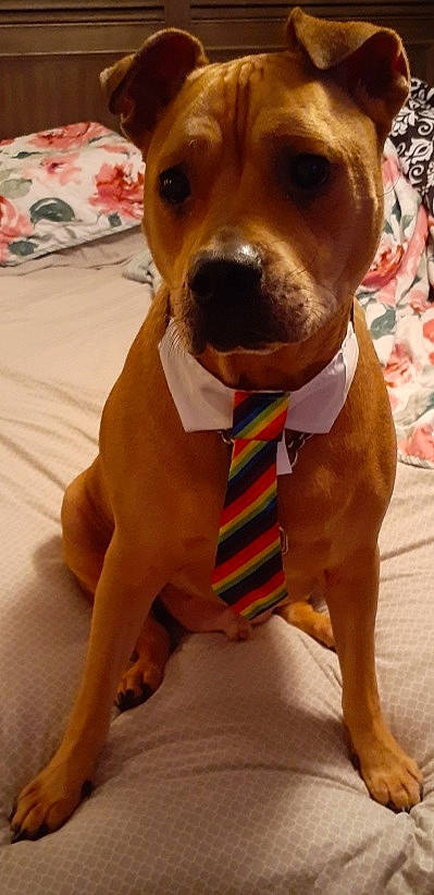 Abel is registered to the contest to win money with this photo: american_pit_bull_terrier, american_staffordshire_terrier, canidae, carnivore, dog, dog_breed, fawn, mammal, non_sporting_group, pit_bull, rare_breed_dog, snout, sporting_group, staffordshire_bull_terrier, vertebrate