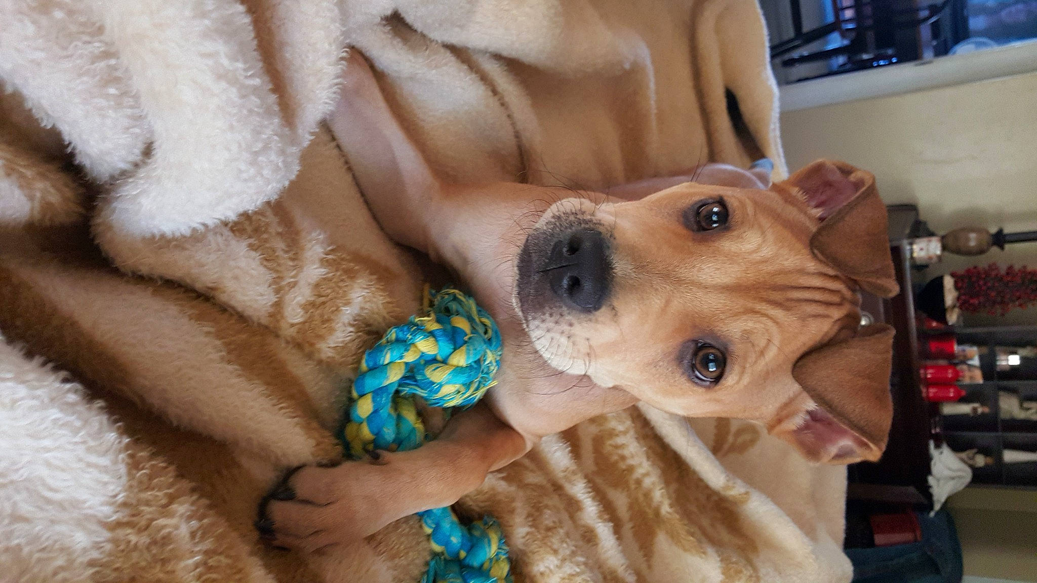 Abel is registered to the contest to win money with this photo: black_mouth_cur, canidae, carnivore, companion_dog, dog, dog_breed, fawn, puppy, puppy_love, rhodesian_ridgeback, snout, sporting_group