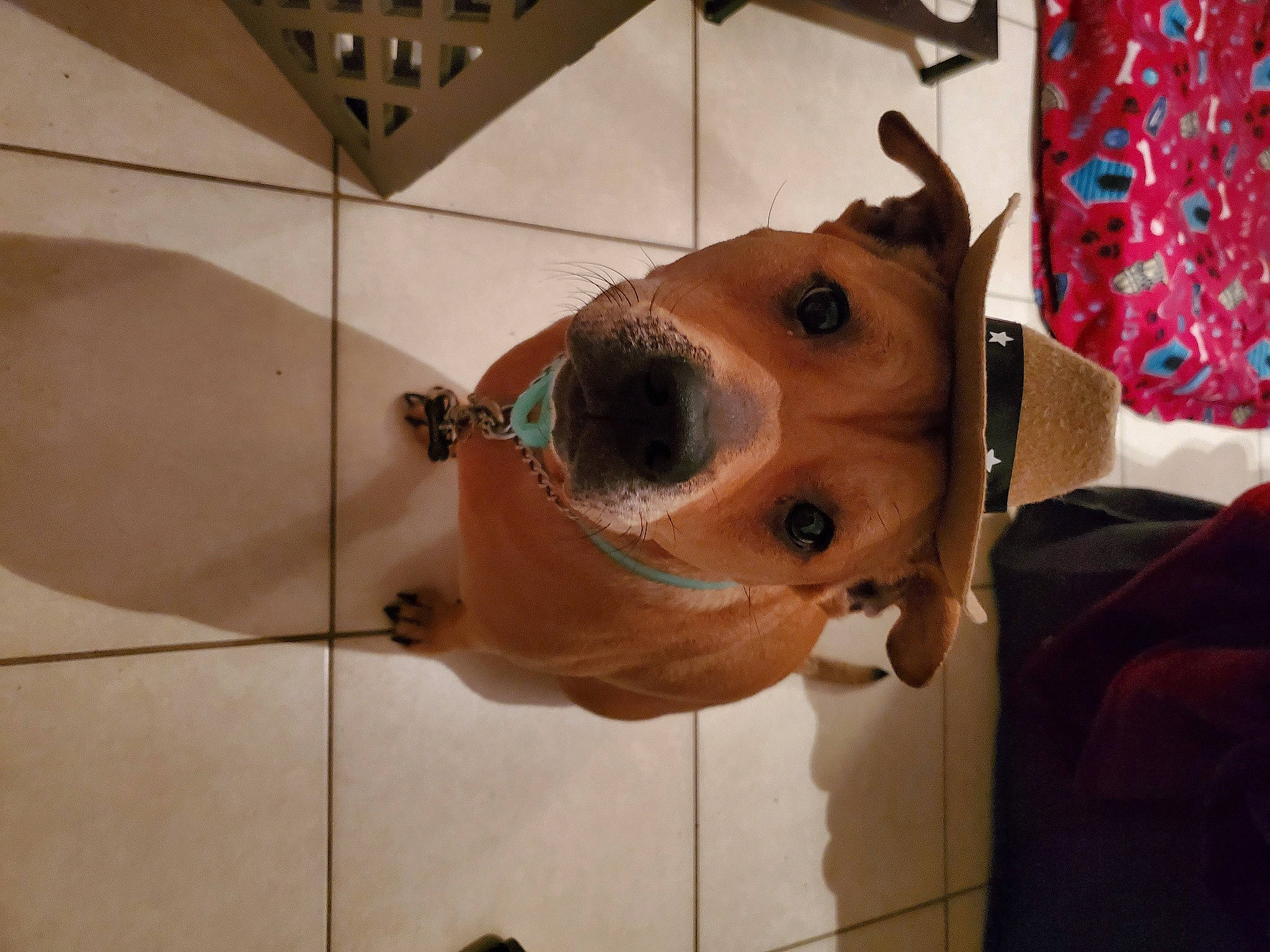 Abel joined the competition — help win amazing prizes! american_staffordshire_terrier, canidae, carnivore, companion_dog, dog, dog_breed, ear, fawn, head, jack_russell_terrier, mammal, nose, snout, sporting_group