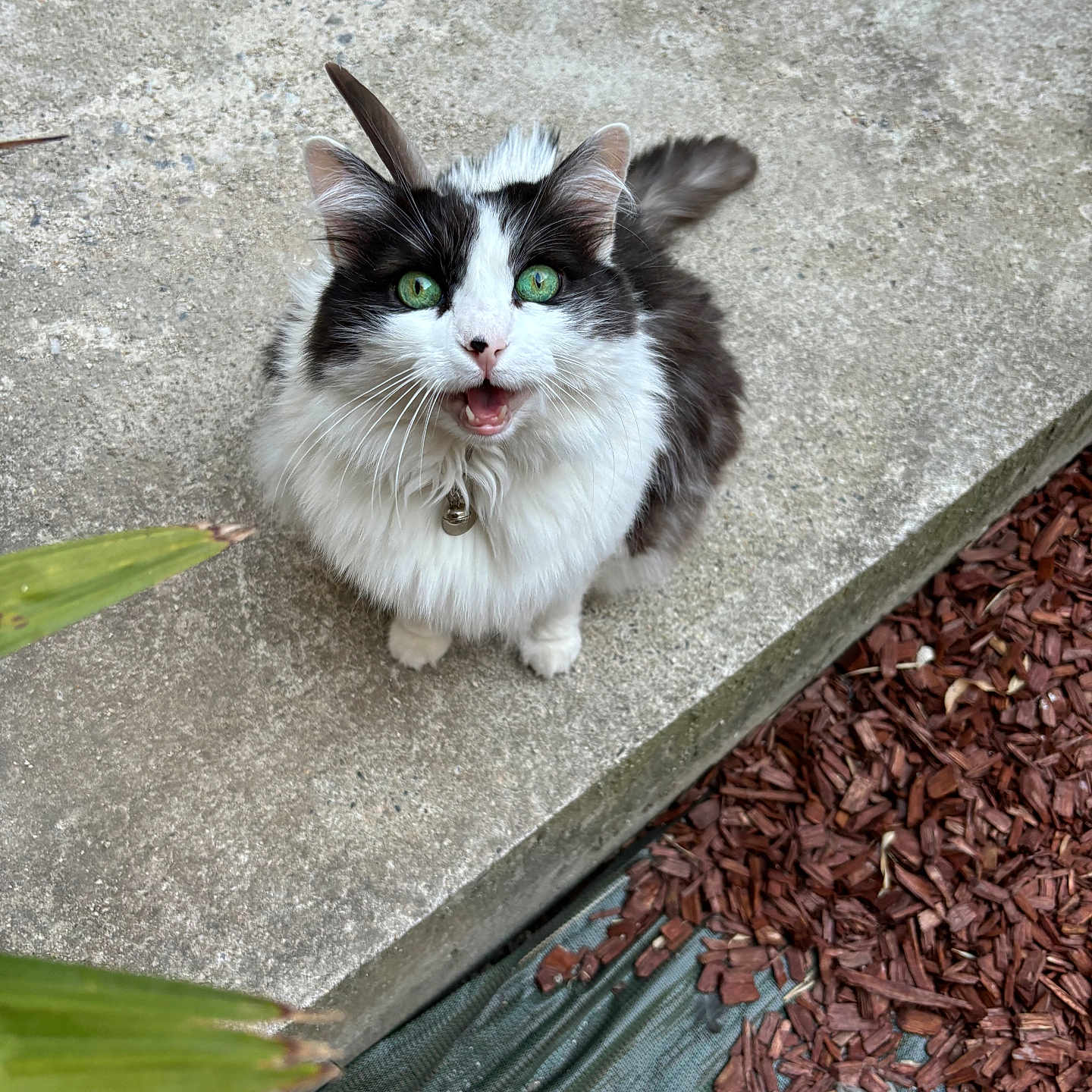 Eliette participe au concours pour gagner de l'argent avec cette photo : abyssinian, accessories, angora, animal, cat, flagstone, hardwood, kitten, leaf, manx, path, pet, plywood, road, siamese, slate, soil, strap, walkway, wood
