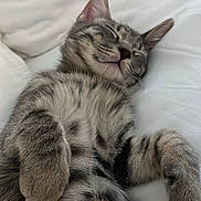 Mr Big joined the competition — help win amazing prizes! cat, kitten, sleeping, tabby, fur, paw, whiskers, cute, pet, animal, cozy, rest, relaxation, bed, blanket, soft, feline, domestic_cat, closeup, indoor