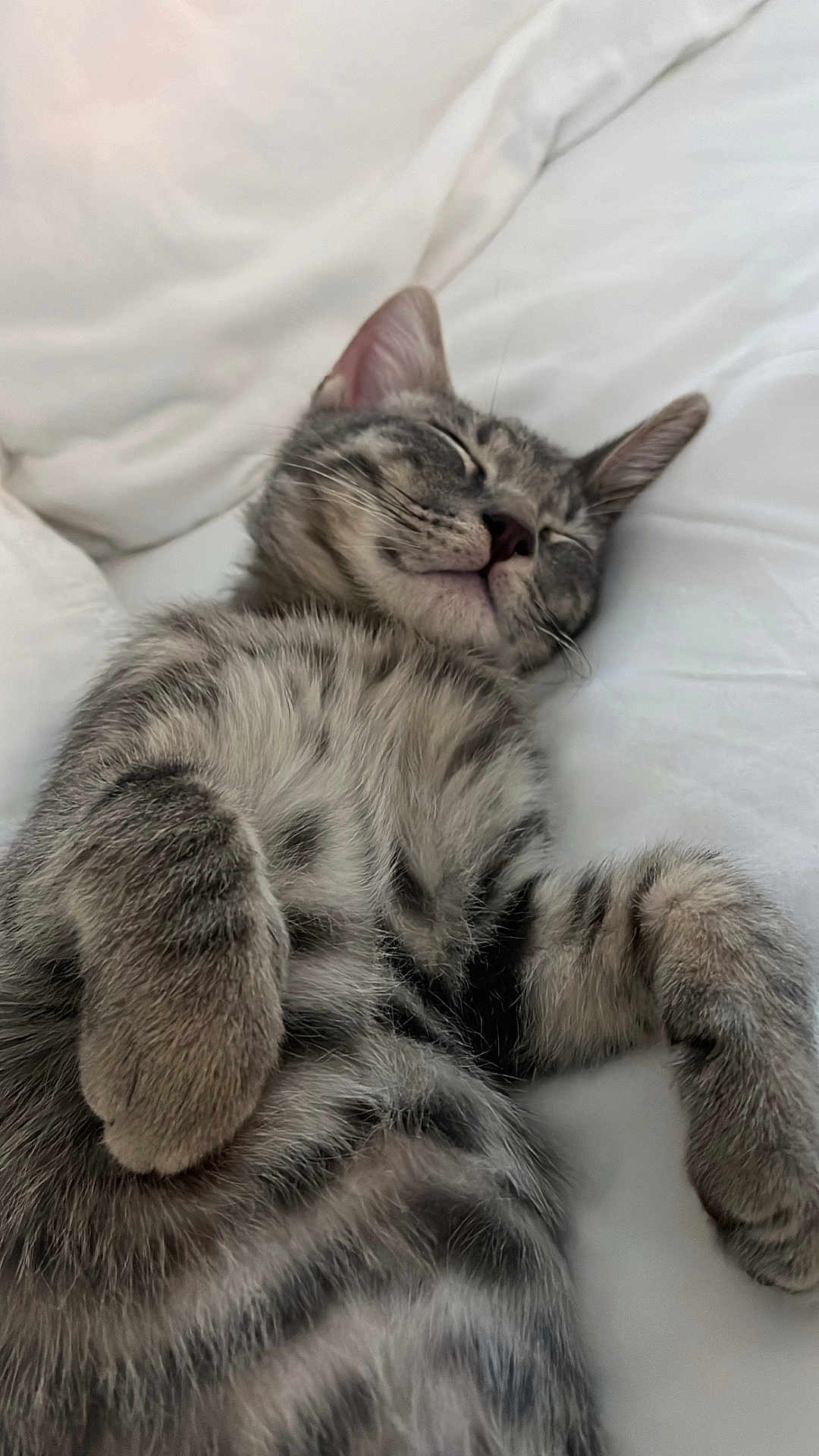 Mr Big joined the competition — help win amazing prizes! cat, kitten, sleeping, tabby, fur, paw, whiskers, cute, pet, animal, cozy, rest, relaxation, bed, blanket, soft, feline, domestic_cat, closeup, indoor