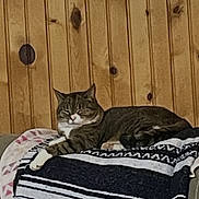 Buttercup is registered to the contest to win money with this photo: cat, tabby_cat, blanket, couch, wood_paneling, indoor, resting, furniture, striped, pet, animal, cozy, relaxed, living_room, comfort, fur, whiskers, sleepy, domestic_cat, house