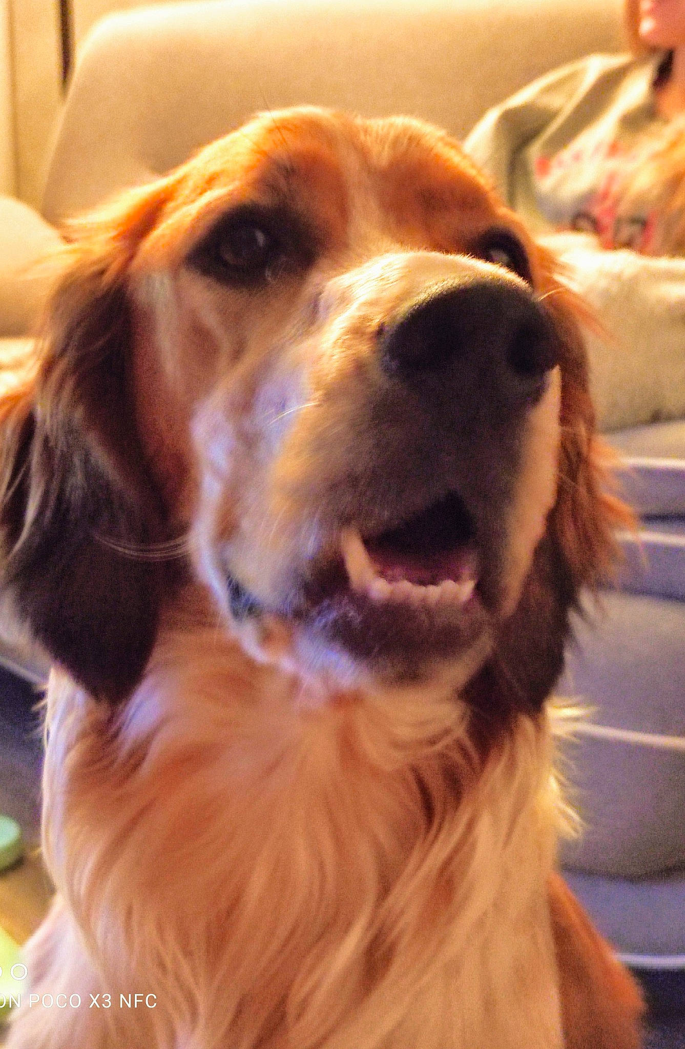 Raven participe au concours pour gagner de l'argent avec cette photo : canidae, carnivore, companion_dog, dog, dog_breed, ear, eye, fawn, fur, gun_dog, hair, head, iris, liver, retriever, snout, spaniel, sporting_group, whiskers, working_animal