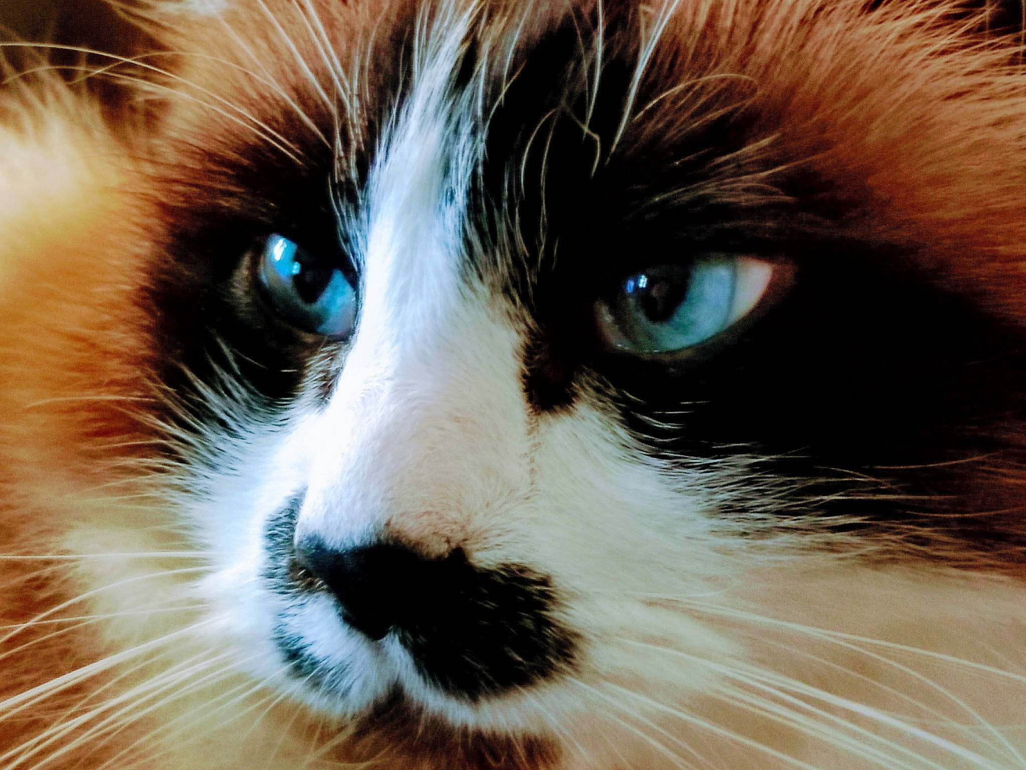 Titi a rejoint le concours — aidez-le/la à gagner de superbes lots ! balinese, birman, carnivore, cat, close_up, domestic_short_haired_cat, electric_blue, eye, eyelash, felidae, fur, head, human_body, iris, nose, small_to_medium_sized_cats, snout, terrestrial_animal, whiskers, wildlife