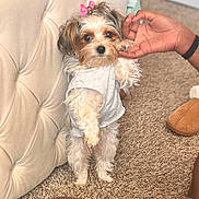 Phebie is registered to the contest to win money with this photo: dog, small_dog, puppy, pet, sitting, white_fur, brown_fur, long_hair, bow, clothing, shirt, chair, upholstery, carpet, indoor, human_hand, portrait, cute, grooming, companion_animal