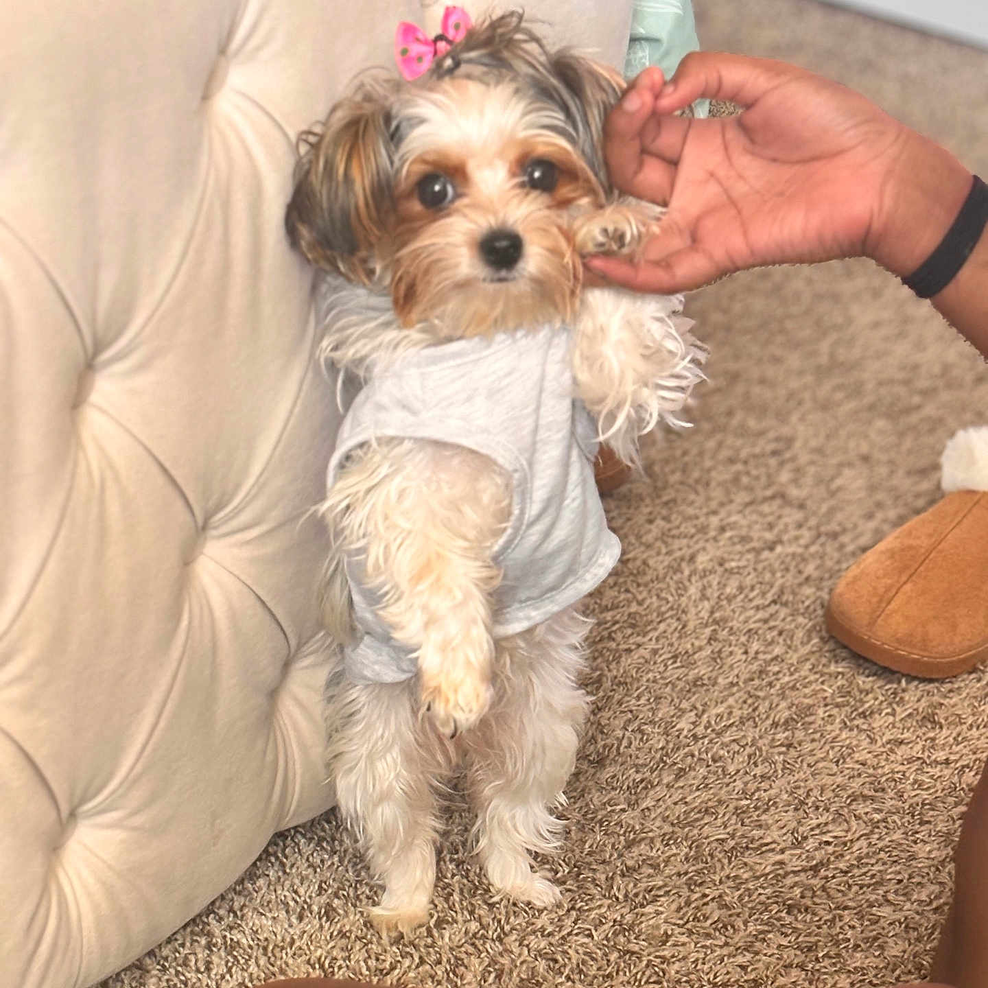 Phebie is registered to the contest to win money with this photo: dog, small_dog, puppy, pet, sitting, white_fur, brown_fur, long_hair, bow, clothing, shirt, chair, upholstery, carpet, indoor, human_hand, portrait, cute, grooming, companion_animal