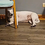 Blanca joined the competition — help win amazing prizes! animal, brown_spots, calm, canine, chair, dog, domestic_animal, floor, furniture, home, indoor, lying_down, paw, pet, quiet, relaxed, resting, wall_socket, white_dog, wooden_floor