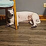 animal, brown_spots, calm, canine, chair, dog, domestic_animal, floor, furniture, home, indoor, lying_down, paw, pet, quiet, relaxed, resting, wall_socket, white_dog, wooden_floor
