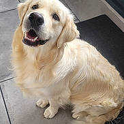 Bouba participe au concours pour gagner de l'argent avec cette photo : animal, canine, companion, dog, domestic, ears, face, floor, fur, golden_retriever, happy, indoor, mammal, mouth, nose, pet, sitting, smile, tail, tile