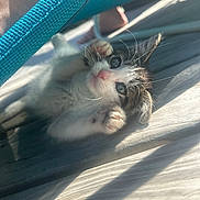 Eden joined the competition — help win amazing prizes! bed, blue_strap, cat, close_up, curled, cute, domestic_animal, eyes, fabric, fur, kitten, paws, pet, pink_nose, playful, portrait, shadow, sunlight, whiskers, wooden_planks