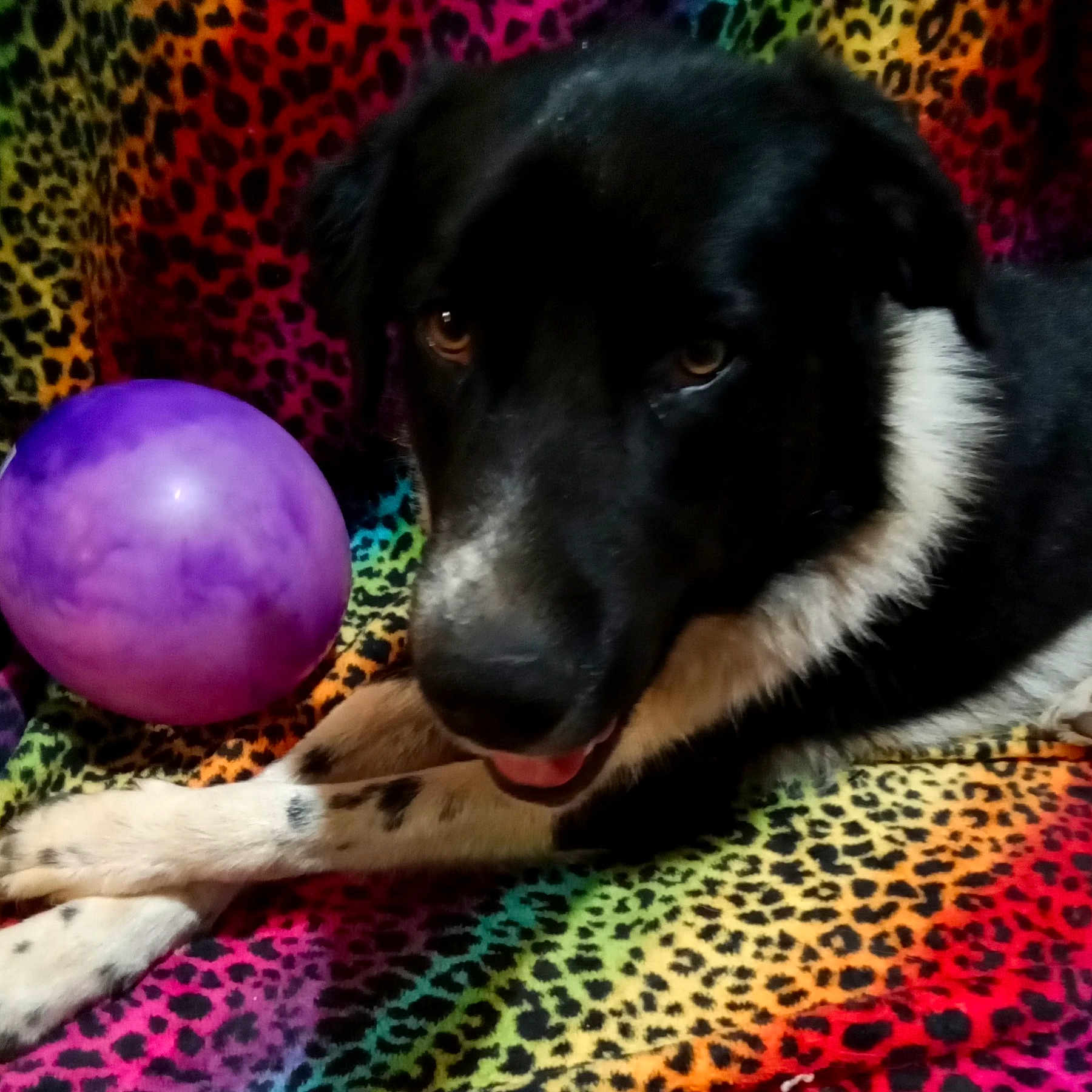 Tilly is registered to the contest to win money with this photo: animal, ball, balloon, canine, collie, couch, dog, football, furniture, hound, labradorretriever, pet, puppy, purple, soccer, soccerball, sphere, sport, tennis, tennisball