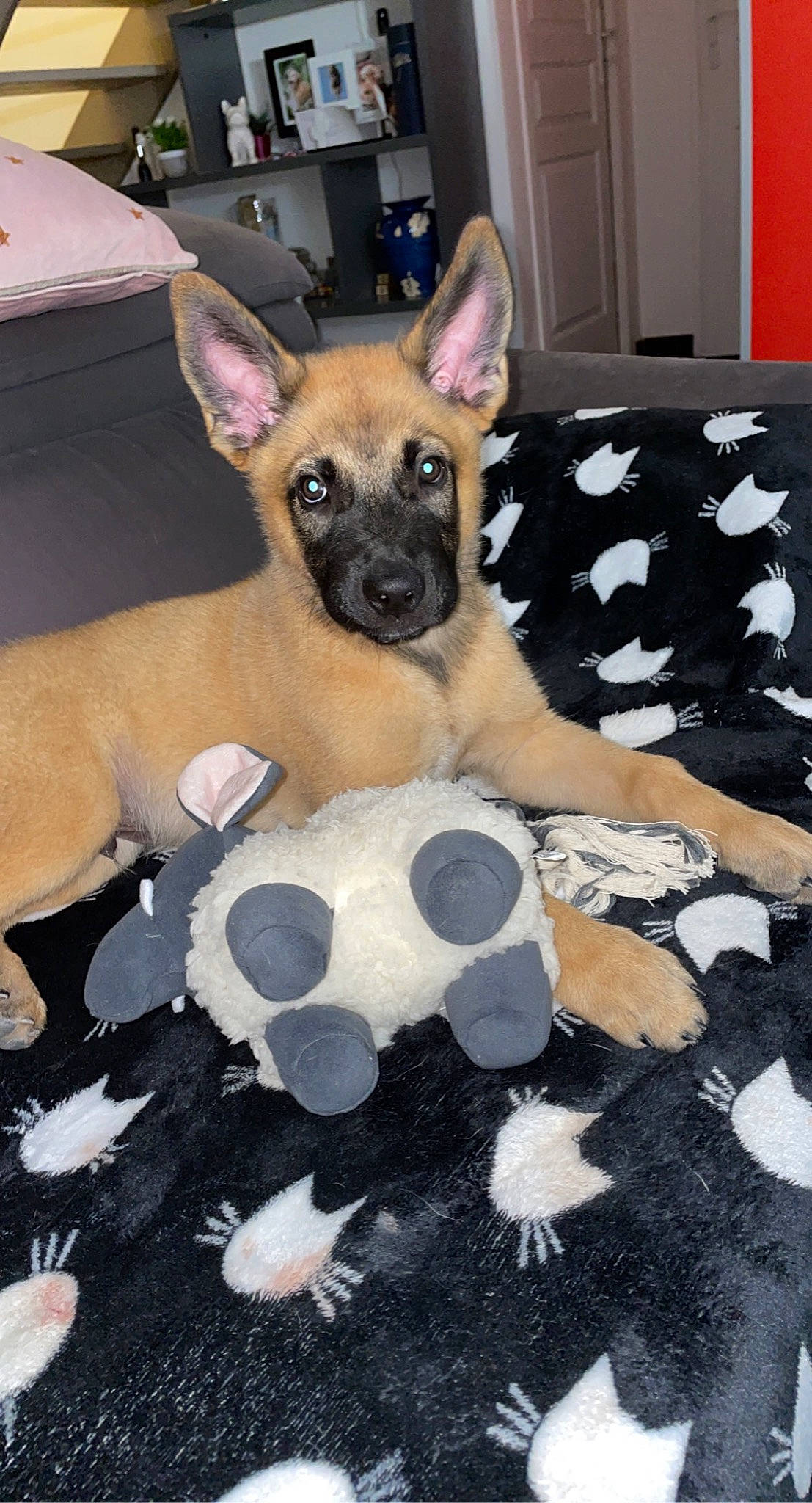 Saïko participe au concours pour gagner de l'argent avec cette photo : bed, canidae, carnivore, chihuahua, comfort, companion_dog, dog, dog_breed, dog_supply, fawn, fur, linens, non_sporting_group, paw, snout, sporting_group, terrestrial_animal, toy_dog, whiskers, working_animal