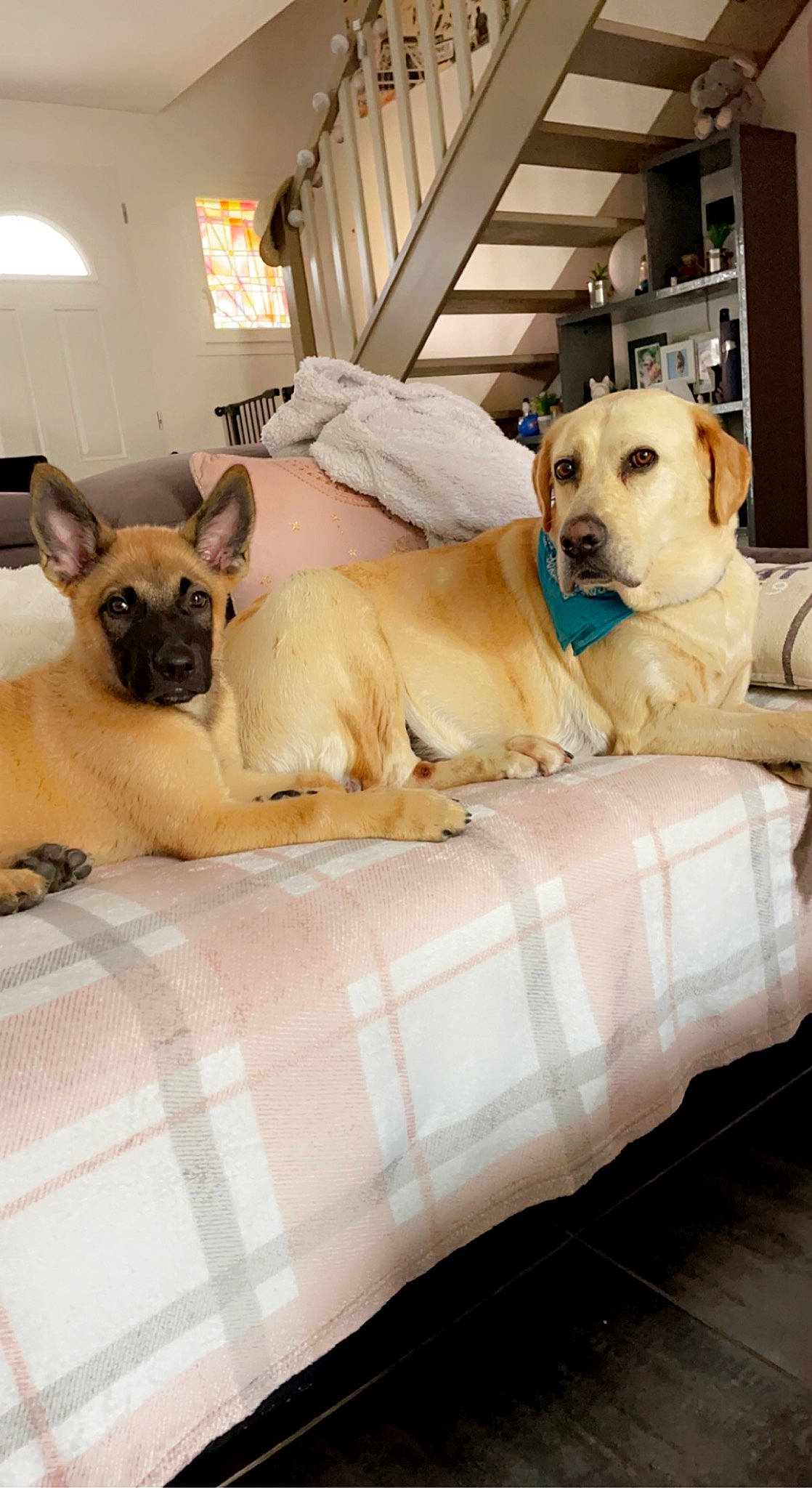 Saïko a rejoint le concours — aidez-le/la à gagner de superbes lots ! canidae, carnivore, comfort, companion_dog, couch, dog, dog_breed, dog_supply, fawn, flooring, linens, paw, pet_supply, puppy, room, snout, sporting_group, toy_dog, whiskers, working_animal