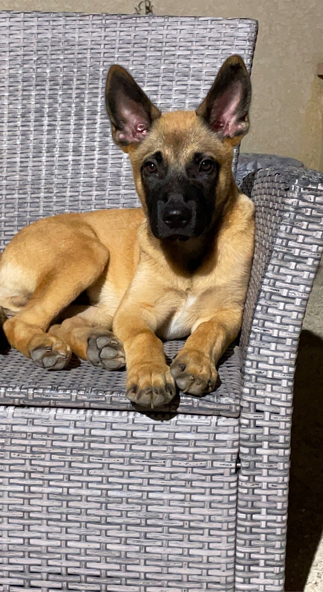 Saïko a rejoint le concours — aidez-le/la à gagner de superbes lots ! ancient_dog_breeds, belgian_shepherd_malinois, canidae, carnivore, companion_dog, dog, dog_breed, fawn, fur, german_shepherd_dog, herding_dog, old_german_shepherd_dog, paw, snout, sporting_group, terrestrial_animal, whiskers, wildlife, working_animal, working_dog