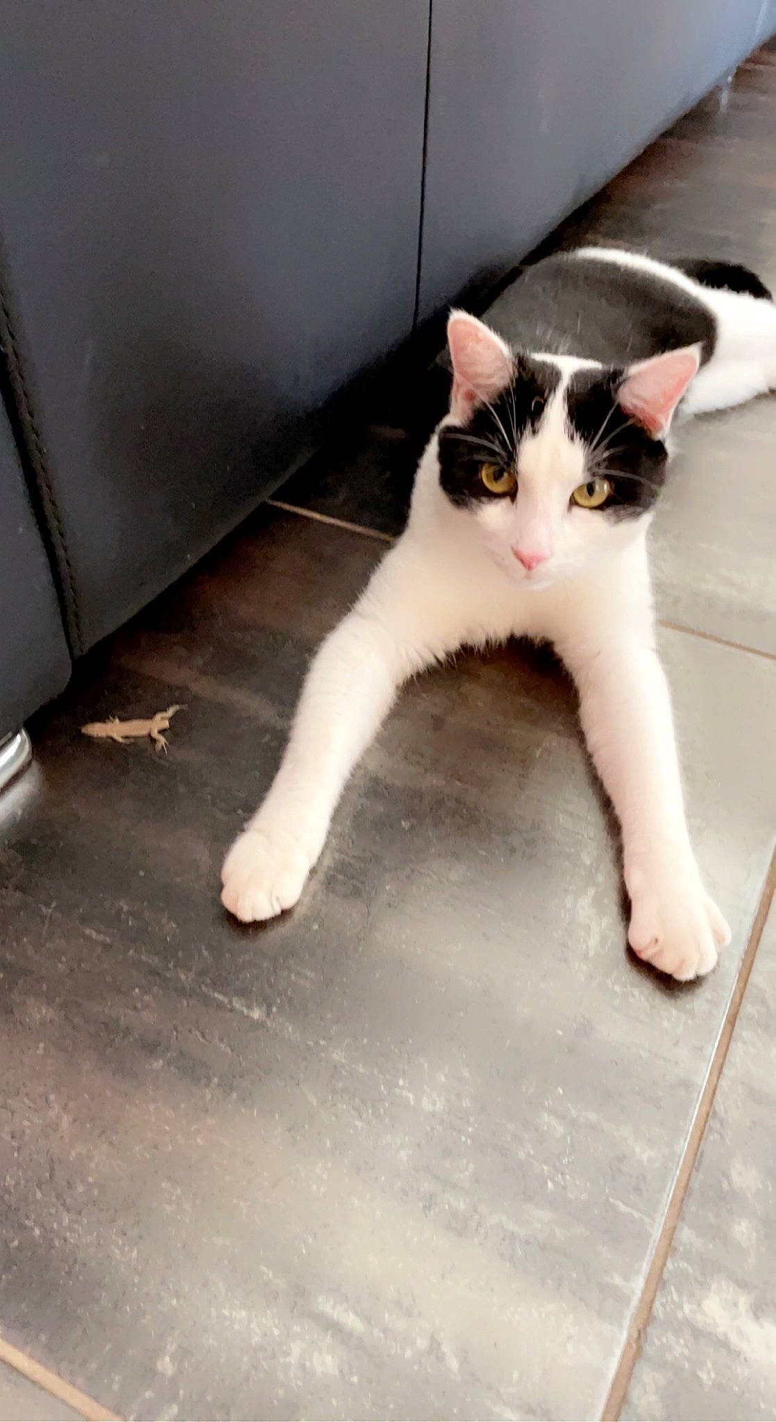 Bebou participe au concours pour gagner de l'argent avec cette photo : carnivore, cat, claw, domestic_short_haired_cat, felidae, floor, flooring, foot, fur, hardwood, human_leg, monochrome_photography, paw, sitting, small_to_medium_sized_cats, snout, tail, whiskers, wood