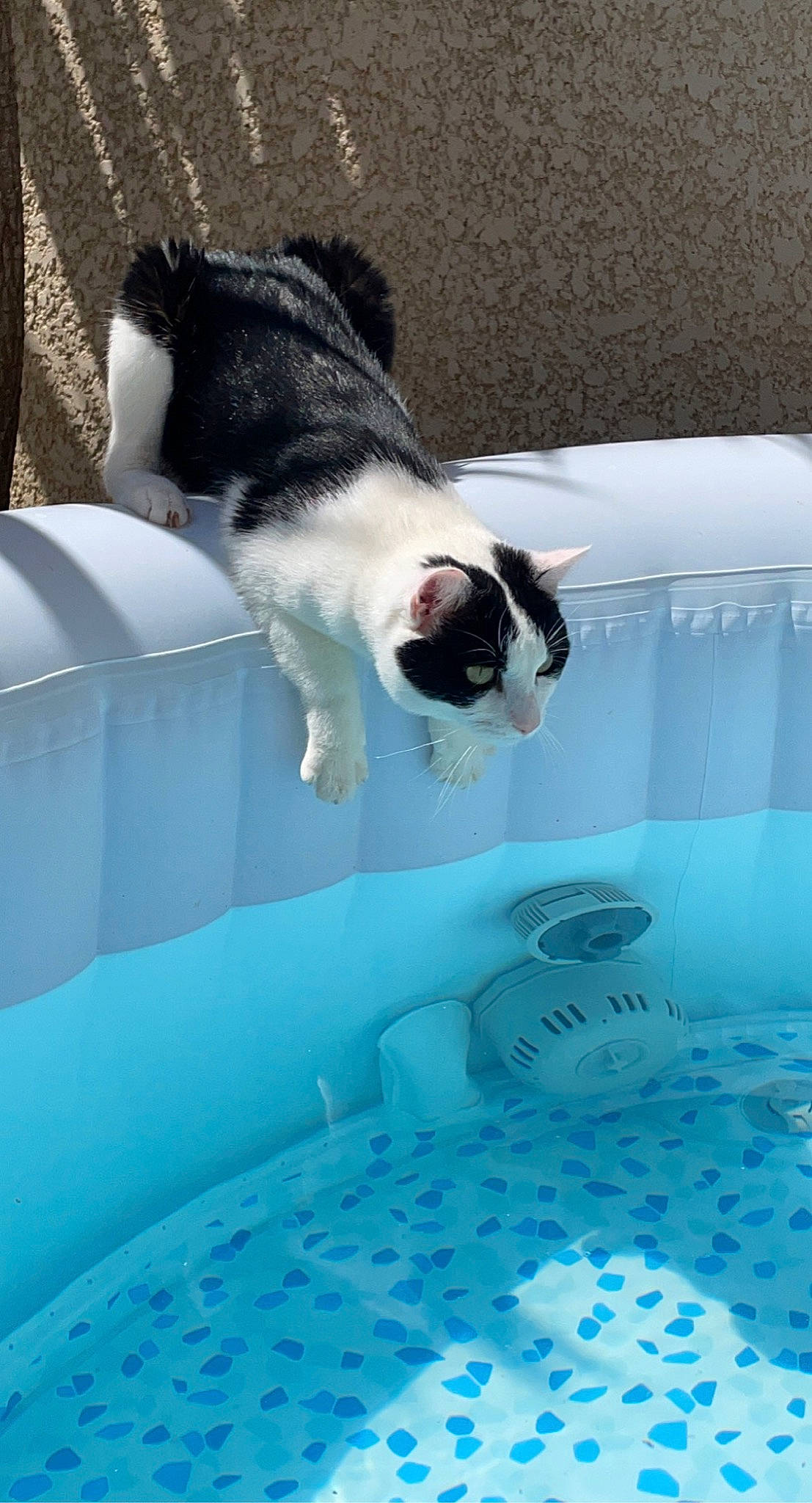 Bebou participe au concours pour gagner de l'argent avec cette photo : azure, blue, canidae, carnivore, cat, comfort, dog_breed, electric_blue, felidae, glass, leisure, linens, pattern, recreation, small_to_medium_sized_cats, sporting_group, tail, water, whiskers, windshield