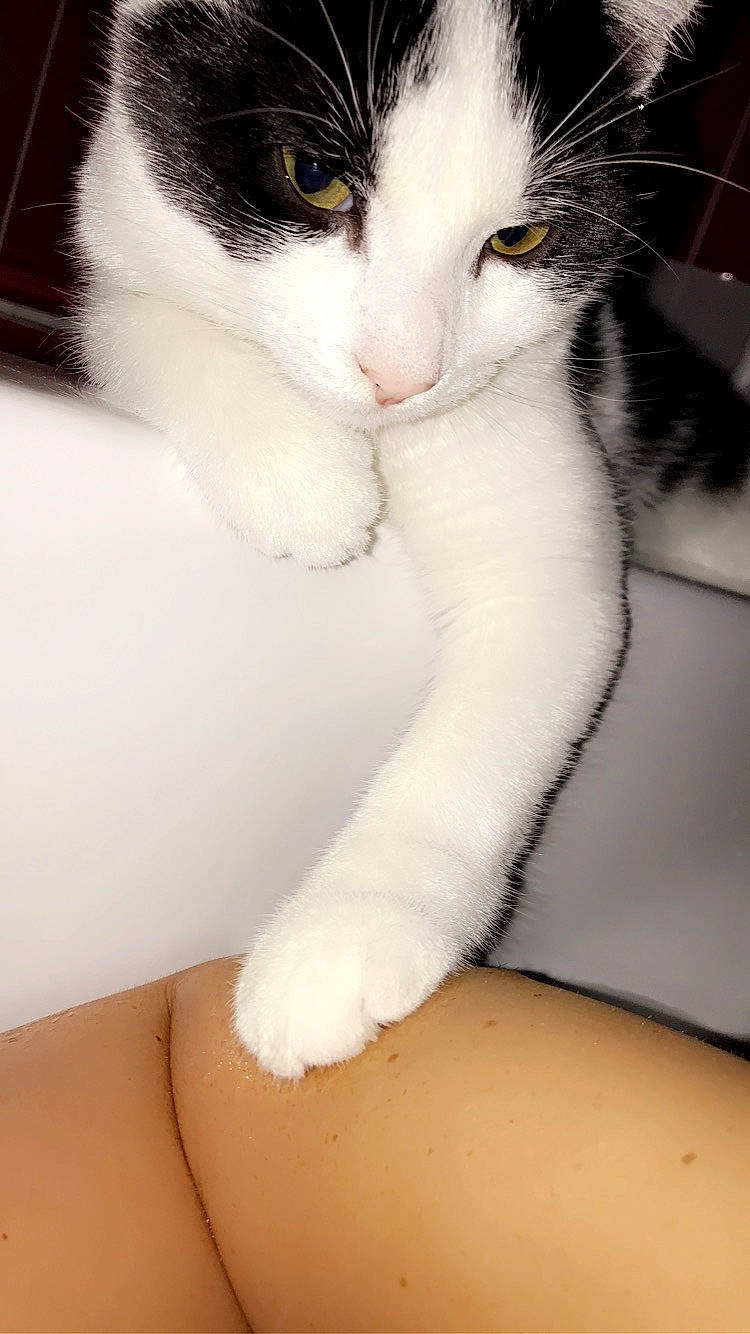 Bebou a rejoint le concours — aidez-le/la à gagner de superbes lots ! carnivore, cat, comfort, domestic_short_haired_cat, elbow, felidae, gesture, hair, human_body, iris, leg, mammal, nose, paw, small_to_medium_sized_cats, snout, tail, vertebrate, whiskers, white