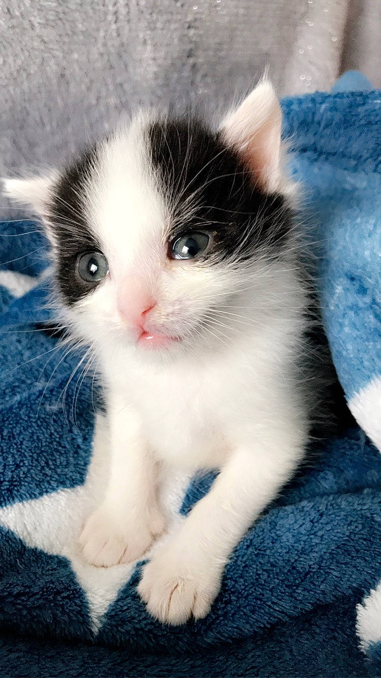 Bebou participe au concours pour gagner de l'argent avec cette photo : art, carnivore, cat, claw, domestic_short_haired_cat, electric_blue, eye, felidae, foot, fur, hair, head, human_body, leg, paw, sitting, small_to_medium_sized_cats, snout, tail, whiskers