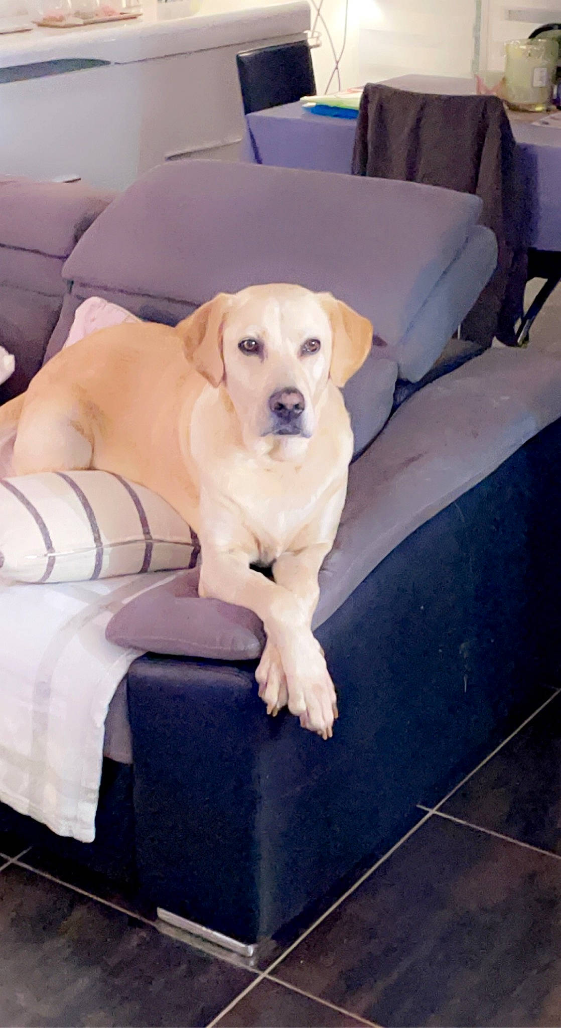 Izzie a rejoint le concours — aidez-le/la à gagner de superbes lots ! canidae, carnivore, chair, collar, comfort, companion_dog, couch, dog, dog_breed, dog_collar, dog_supply, fawn, floor, flooring, hardwood, pet_supply, retriever, sporting_group, tail, working_animal