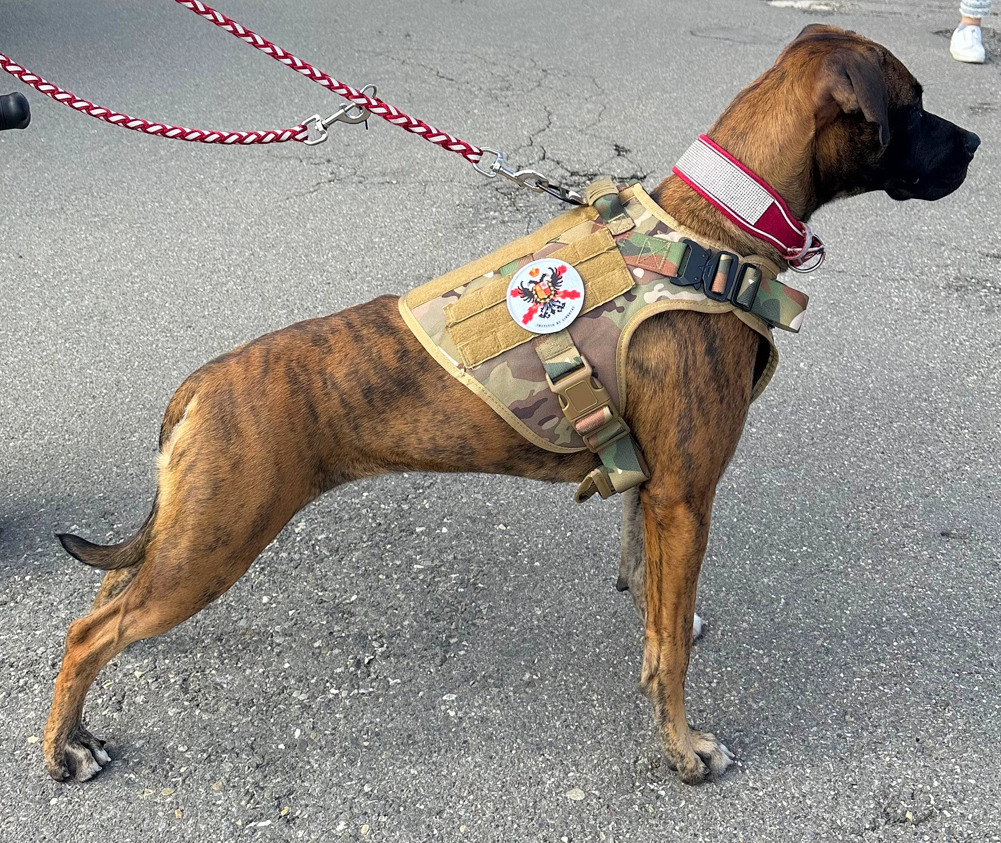 Alma a rejoint le concours — aidez-le/la à gagner de superbes lots ! canidae, carnivore, collar, companion_dog, dog, dog_breed, dog_collar, dog_supply, fashion_accessory, fawn, hound, leash, liver, pet_supply, rampur_greyhound, sighthound, snout, sporting_group, terrestrial_animal, working_animal