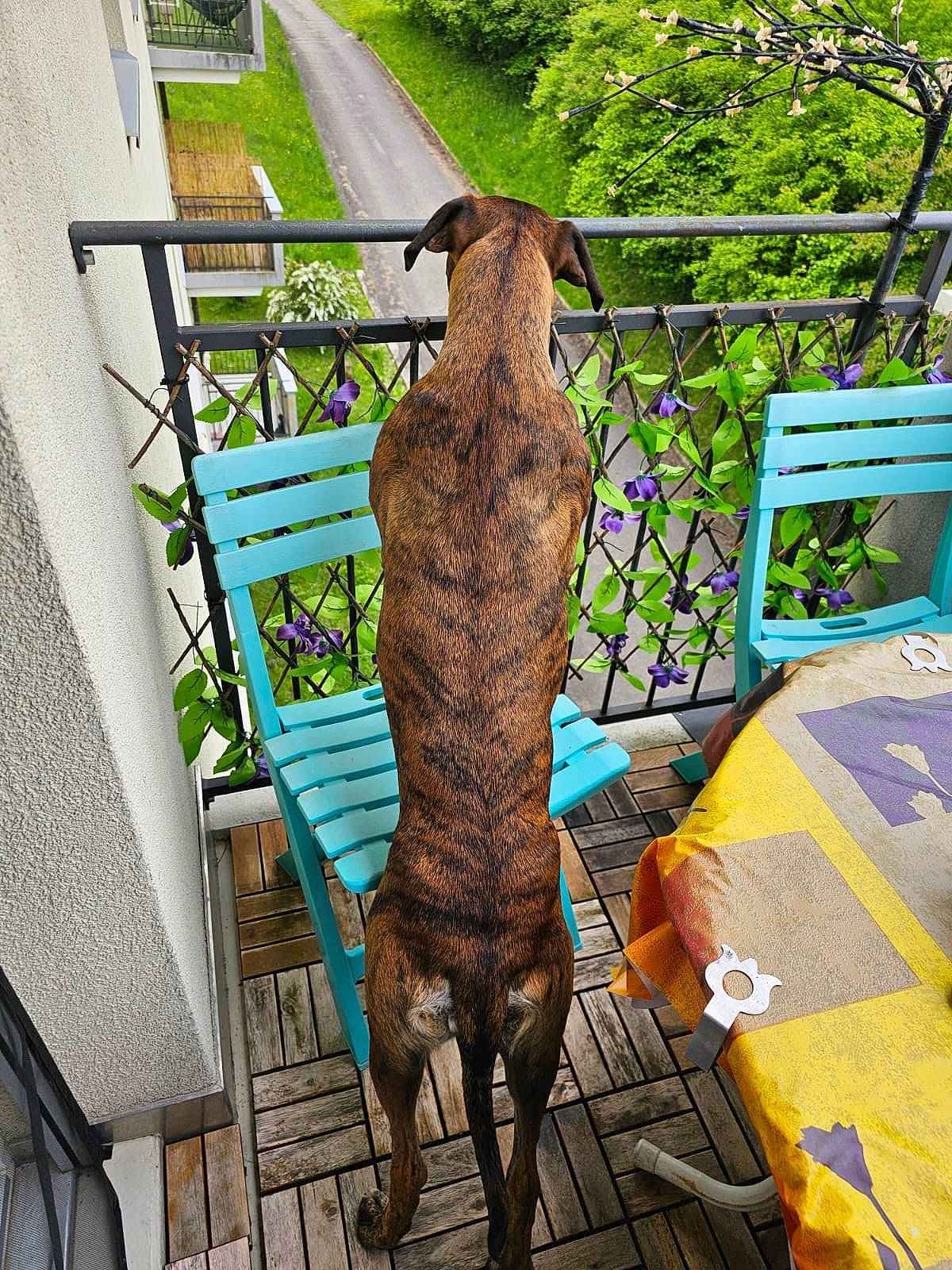 Alma a rejoint le concours — aidez-le/la à gagner de superbes lots ! art, carnivore, dog_breed, felidae, fictional_character, grass, green, illustration, metal, plant, sculpture, sporting_group, tail, terrestrial_animal, tree, trunk, tyrannosaurus, visual_arts, wood, working_animal