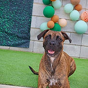 Alma joined the competition — help win amazing prizes! animal, artificial_turf, background, balloons, brick_wall, brindle, canine, celebration, dog, ears, festive, green_grass, happy, looking_at_camera, outdoor, paws, pet, sitting, smiling, tongue_out