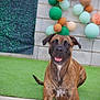animal, artificial_turf, background, balloons, brick_wall, brindle, canine, celebration, dog, ears, festive, green_grass, happy, looking_at_camera, outdoor, paws, pet, sitting, smiling, tongue_out