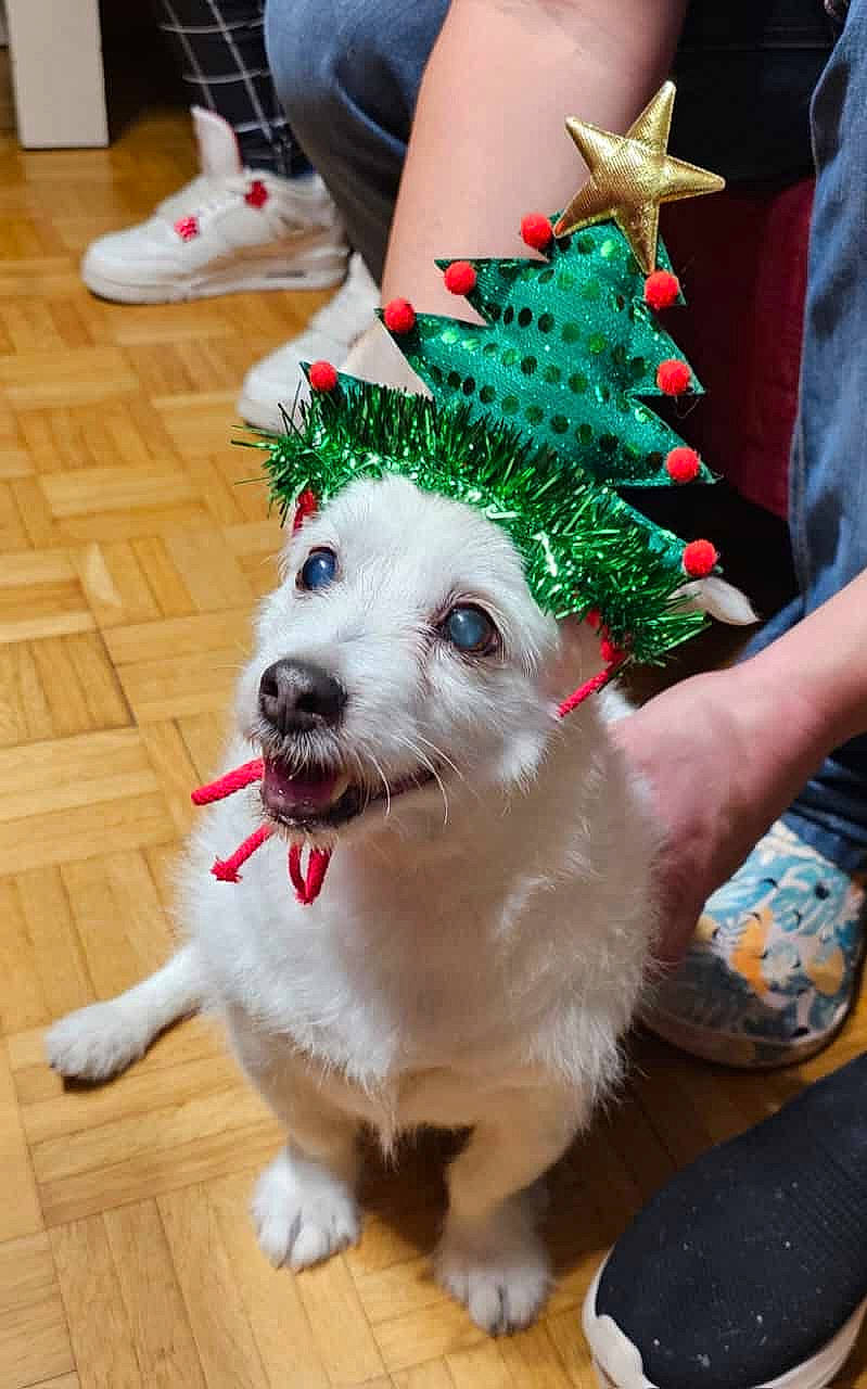 Minnie participe au concours pour gagner de l'argent avec cette photo : carnivore, christmas_ornament, collar, companion_dog, costume_hat, dog, dog_breed, dog_clothes, dog_supply, event, fashion_accessory, fawn, flooring, fur, hardwood, hat, holiday, holiday_ornament, party_hat, wood