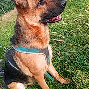 Raya a rejoint le concours — aidez-le/la à gagner de superbes lots ! alert, animal, brown, canine, daylight, dog, ears, fence, field, fur, german_shepherd, grass, harness, leash, mouth_open, nature, outdoor, pet, side_view, sitting