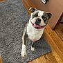 animal, brown, canine, carpet, cute, dog, ears, floor, friendly, happy, home, indoor, looking_up, pet, playful, short_hair, smiling, tongue_out, white, wood_floor
