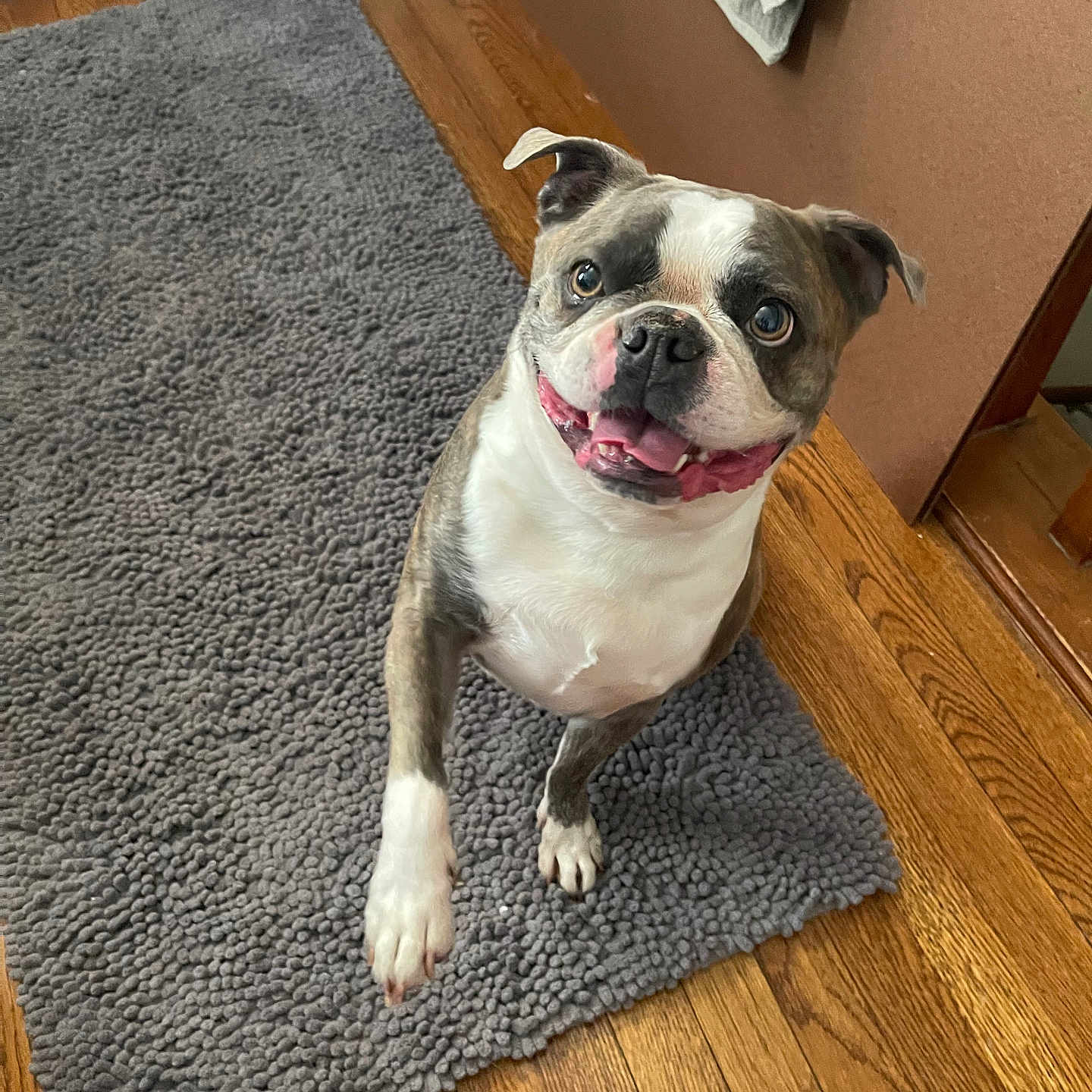 Jax joined the competition — help win amazing prizes! animal, brown, canine, carpet, cute, dog, ears, floor, friendly, happy, home, indoor, looking_up, pet, playful, short_hair, smiling, tongue_out, white, wood_floor