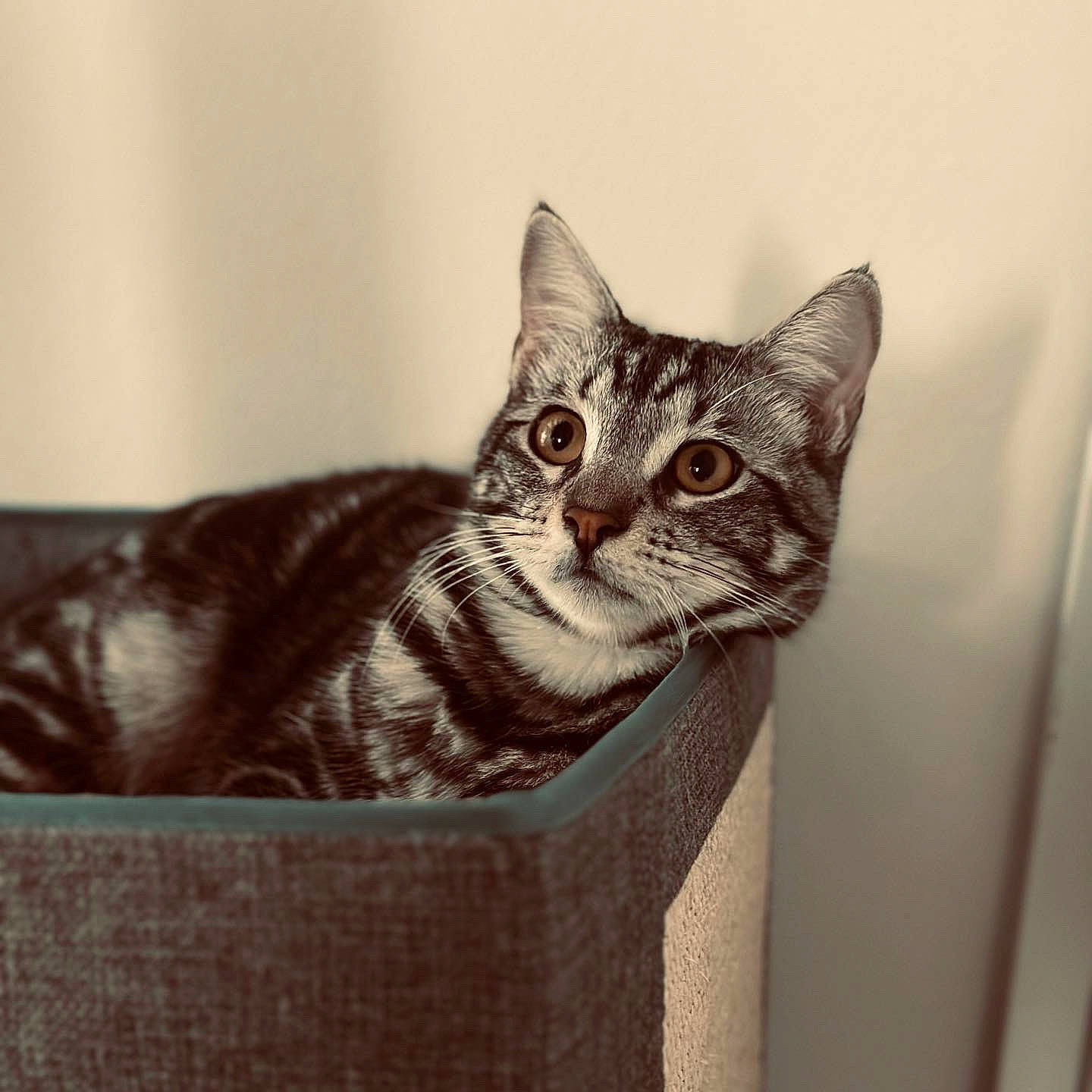 Sherkan participe au concours pour gagner de l'argent avec cette photo : box, carnivore, cat, cat_supply, domestic_short_haired_cat, eye, felidae, fur, grey, paw, small_to_medium_sized_cats, snout, tail, terrestrial_animal, whiskers, window, wood