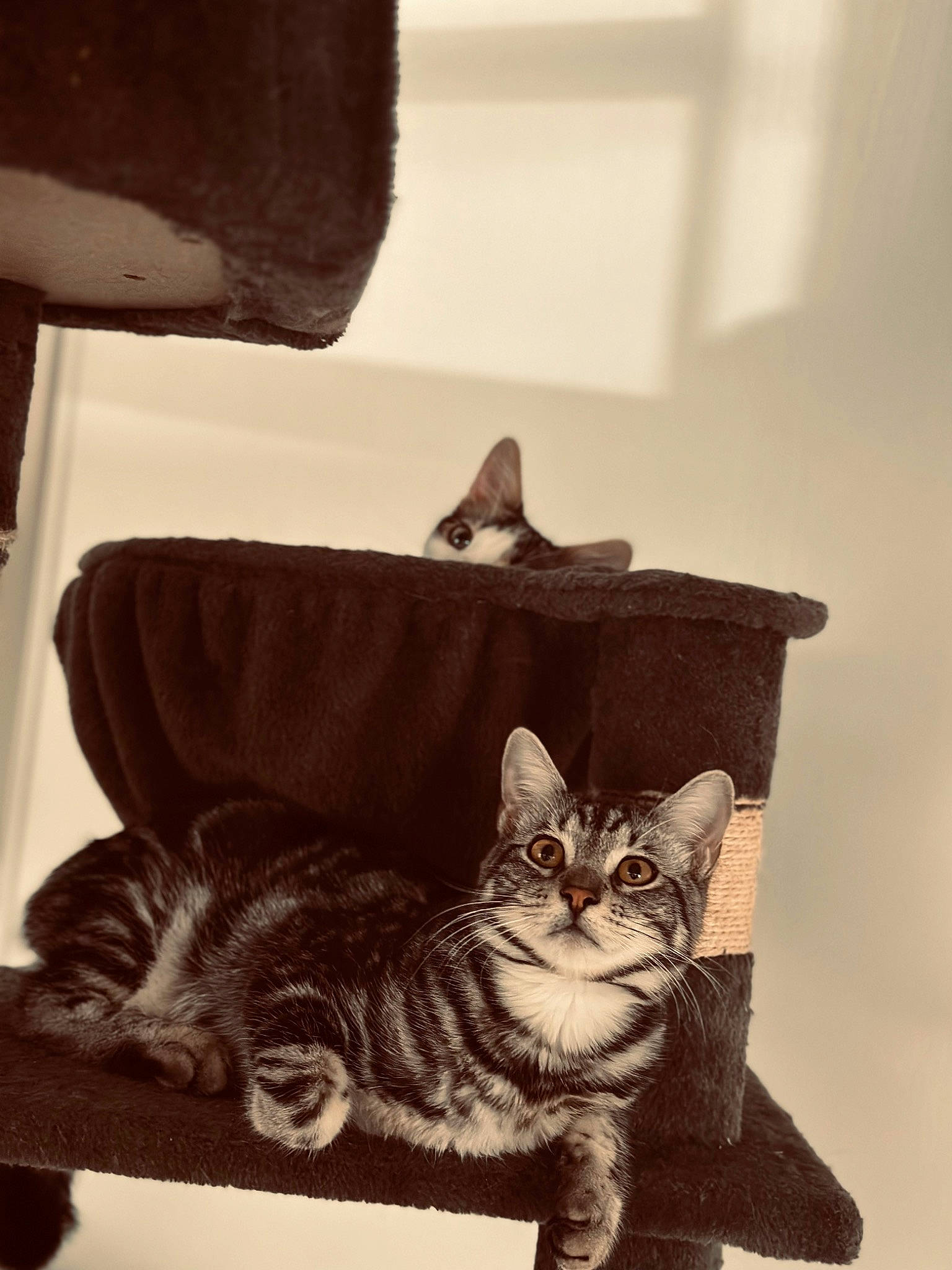 Sherkan participe au concours pour gagner de l'argent avec cette photo : box, carnivore, cat, cat_supply, comfort, couch, domestic_short_haired_cat, fawn, felidae, fur, grey, monochrome_photography, paw, room, sitting, small_to_medium_sized_cats, snout, tail, whiskers, wood