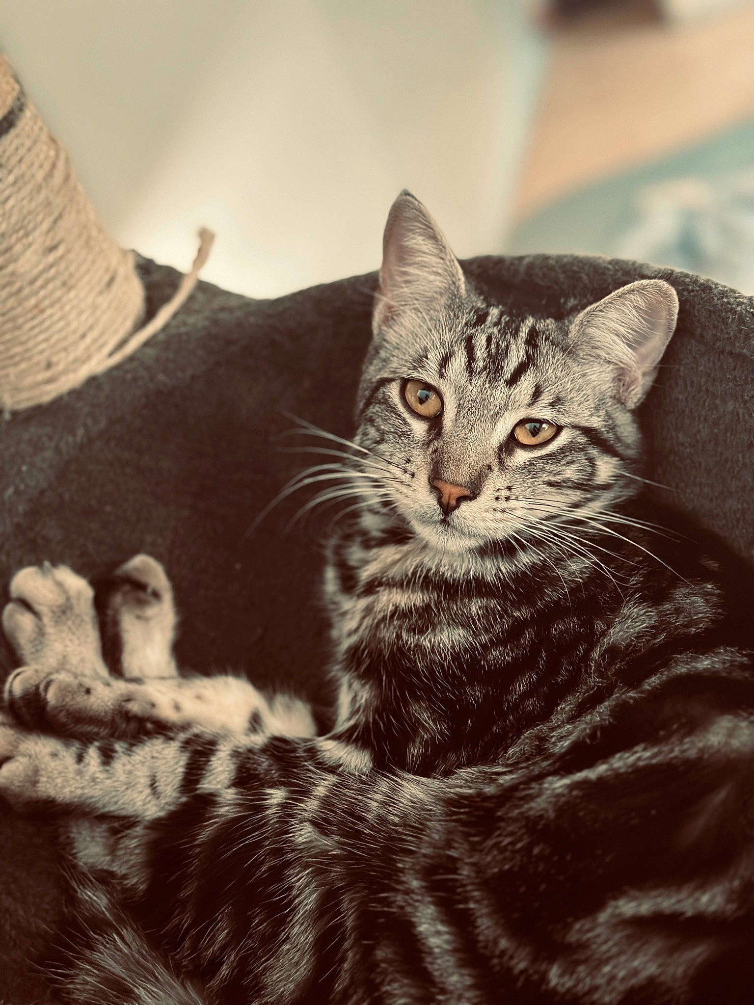 Sherkan participe au concours pour gagner de l'argent avec cette photo : carnivore, cat, claw, comfort, domestic_short_haired_cat, door, felidae, fur, grey, mammal, monochrome, monochrome_photography, paw, sitting, small_to_medium_sized_cats, snout, tree, vertebrate, whiskers, window