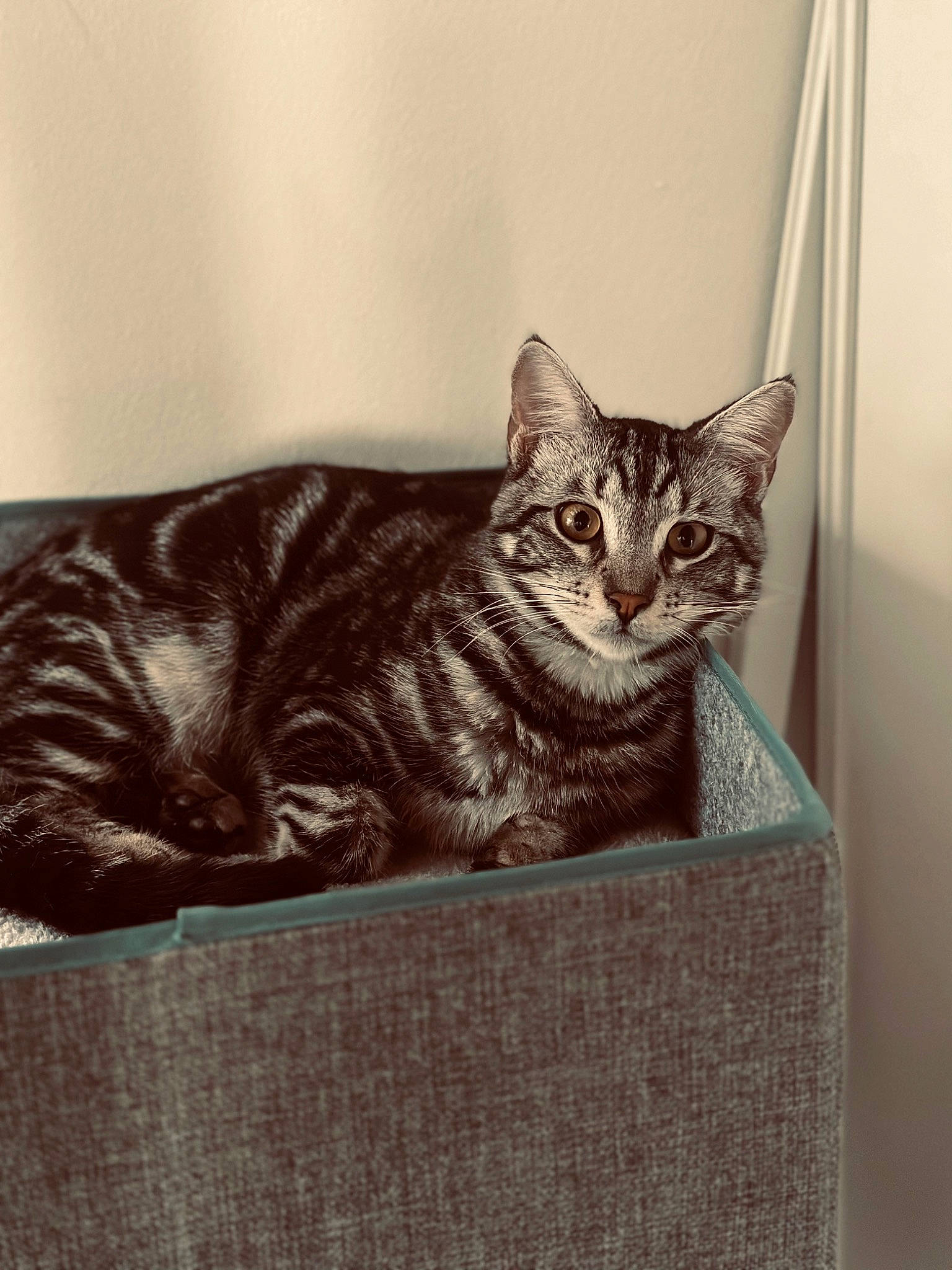 Sherkan participe au concours pour gagner de l'argent avec cette photo : art, carnivore, cat, cat_supply, comfort, domestic_short_haired_cat, door, felidae, fur, grey, sculpture, sitting, small_to_medium_sized_cats, snout, tail, terrestrial_animal, vehicle, whiskers, window, wood