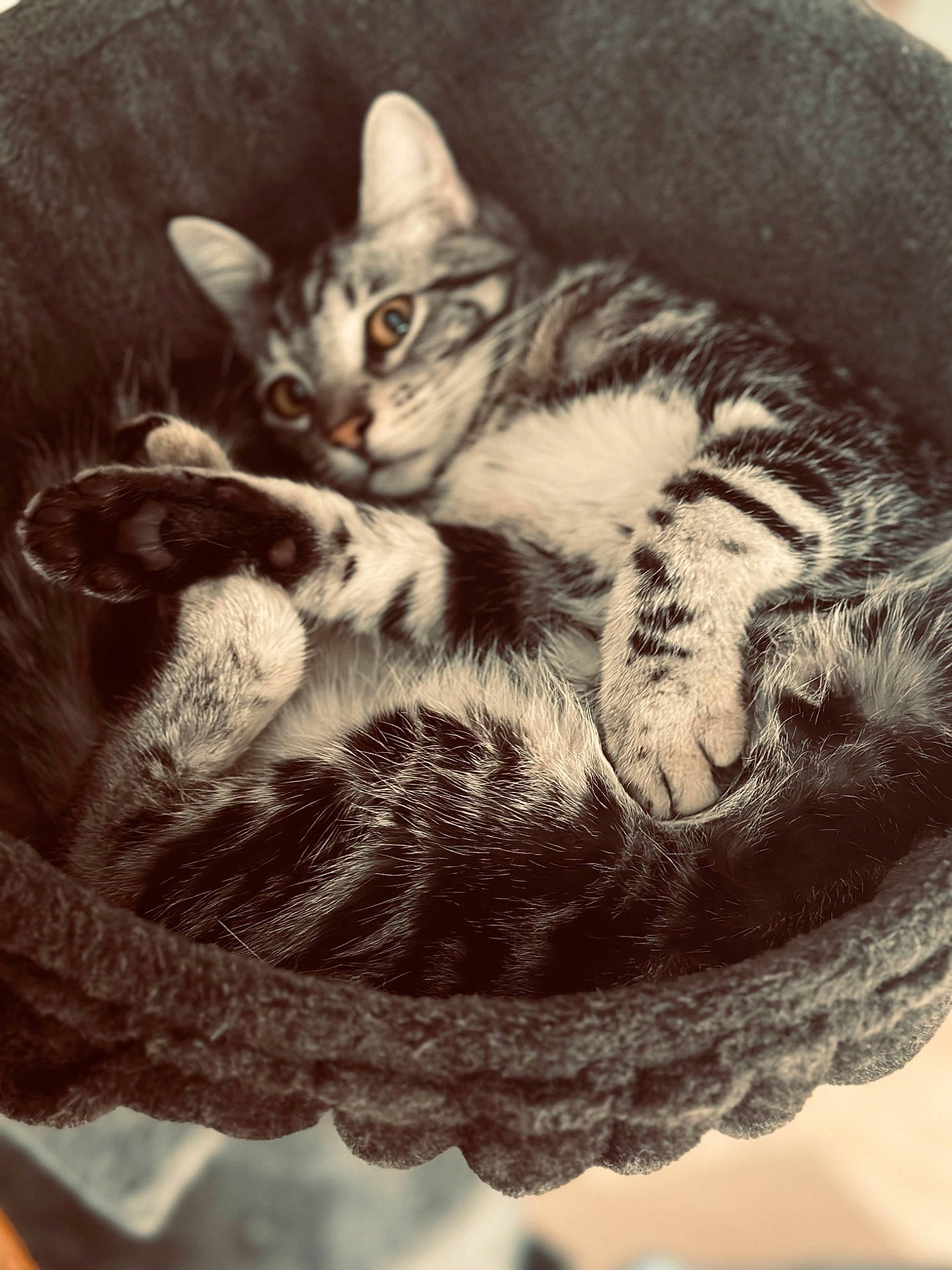 Sherkan a rejoint le concours — aidez-le/la à gagner de superbes lots ! carnivore, cat, cat_bed, cat_supply, claw, comfort, domestic_short_haired_cat, felidae, foot, fur, grey, monochrome_photography, paw, sitting, small_to_medium_sized_cats, snout, tail, whiskers