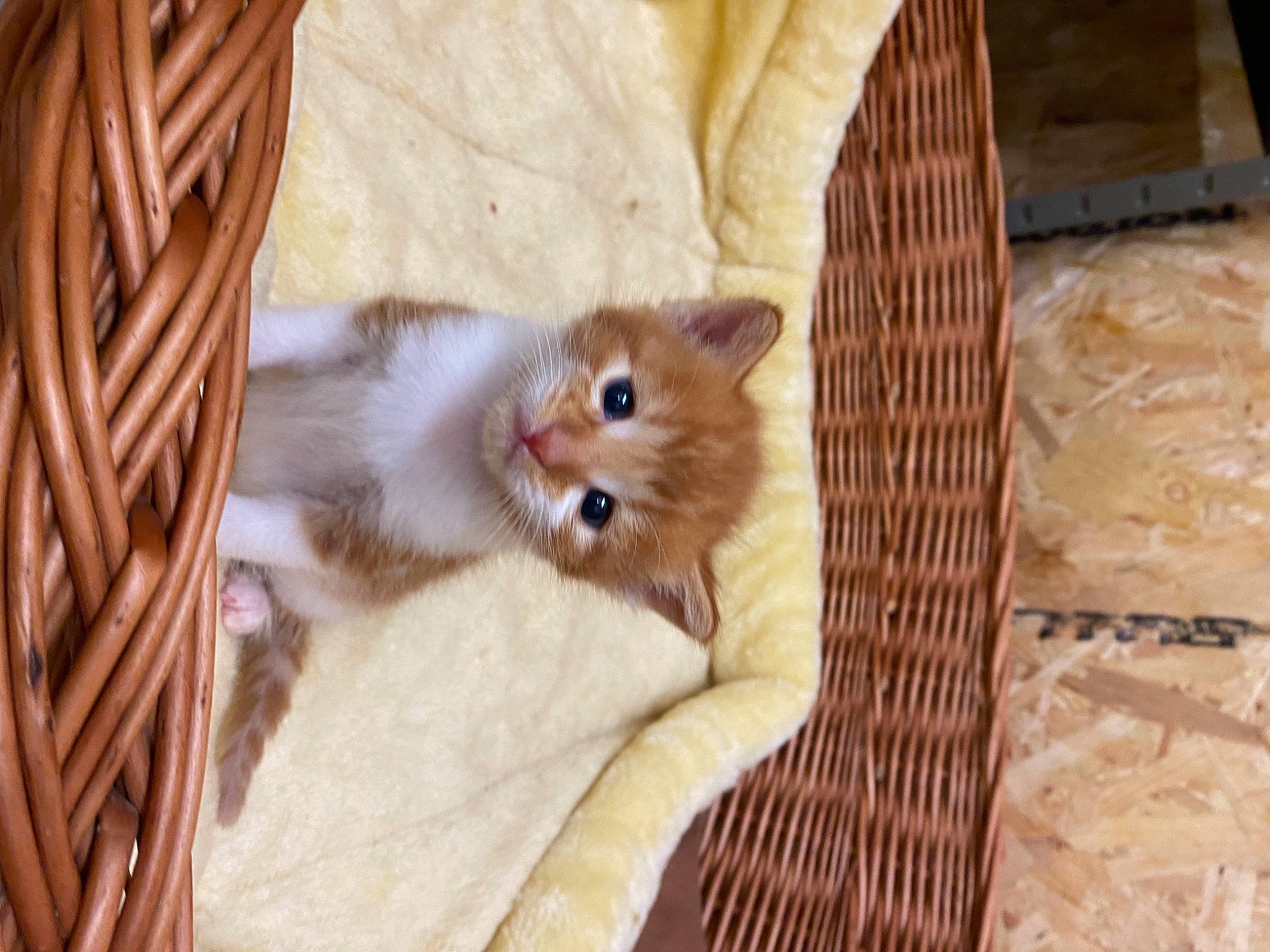 Dorito joined the competition — help win amazing prizes! animal_shelter, carnivore, cat, claw, domestic_short_haired_cat, fawn, felidae, flooring, fur, hardwood, paw, pet_supply, small_to_medium_sized_cats, tail, terrestrial_animal, whiskers, wood