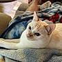 cat, cream_colored_cat, blue_eyes, blanket, cozy, indoor, pet, feline, relaxed, soft_light, couch, human_legs, fur, whiskers, resting, comfort, home, animal, close_up, domestic_cat