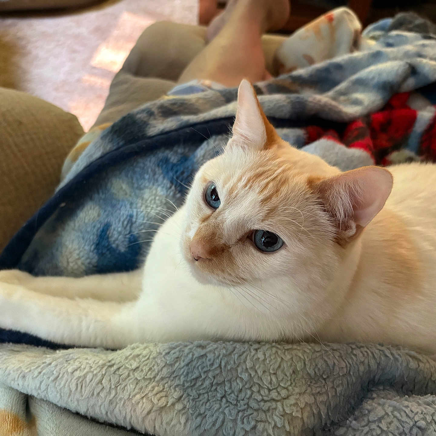 Deekers is registered to the contest to win money with this photo: animal, blanket, blue_eyes, cat, close_up, comfort, couch, cozy, cream_colored_cat, domestic_cat, feline, fur, home, human_legs, indoor, pet, relaxed, resting, soft_light, whiskers