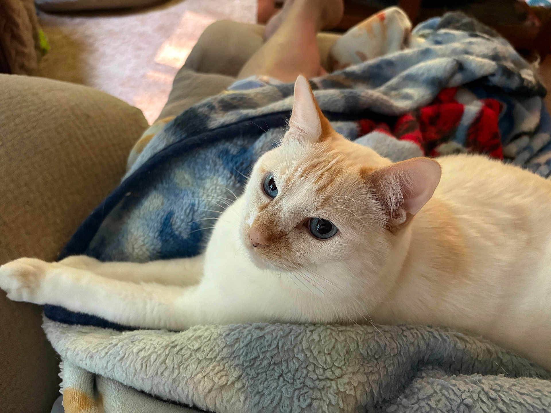 Deekers is registered to the contest to win money with this photo: cat, cream_colored_cat, blue_eyes, blanket, cozy, indoor, pet, feline, relaxed, soft_light, couch, human_legs, fur, whiskers, resting, comfort, home, animal, close_up, domestic_cat
