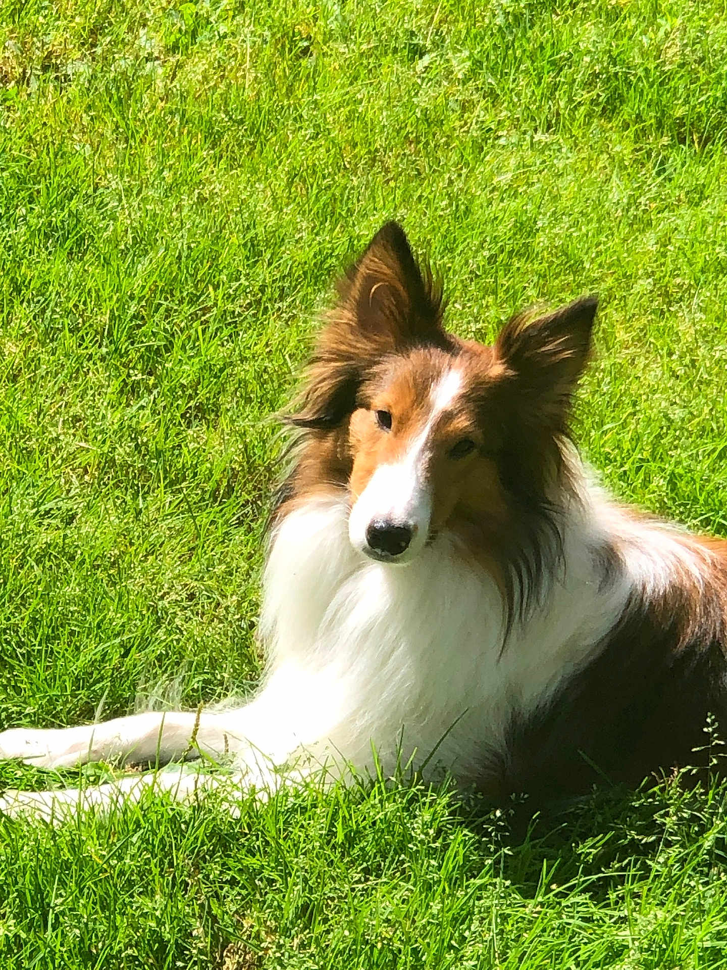 Augie