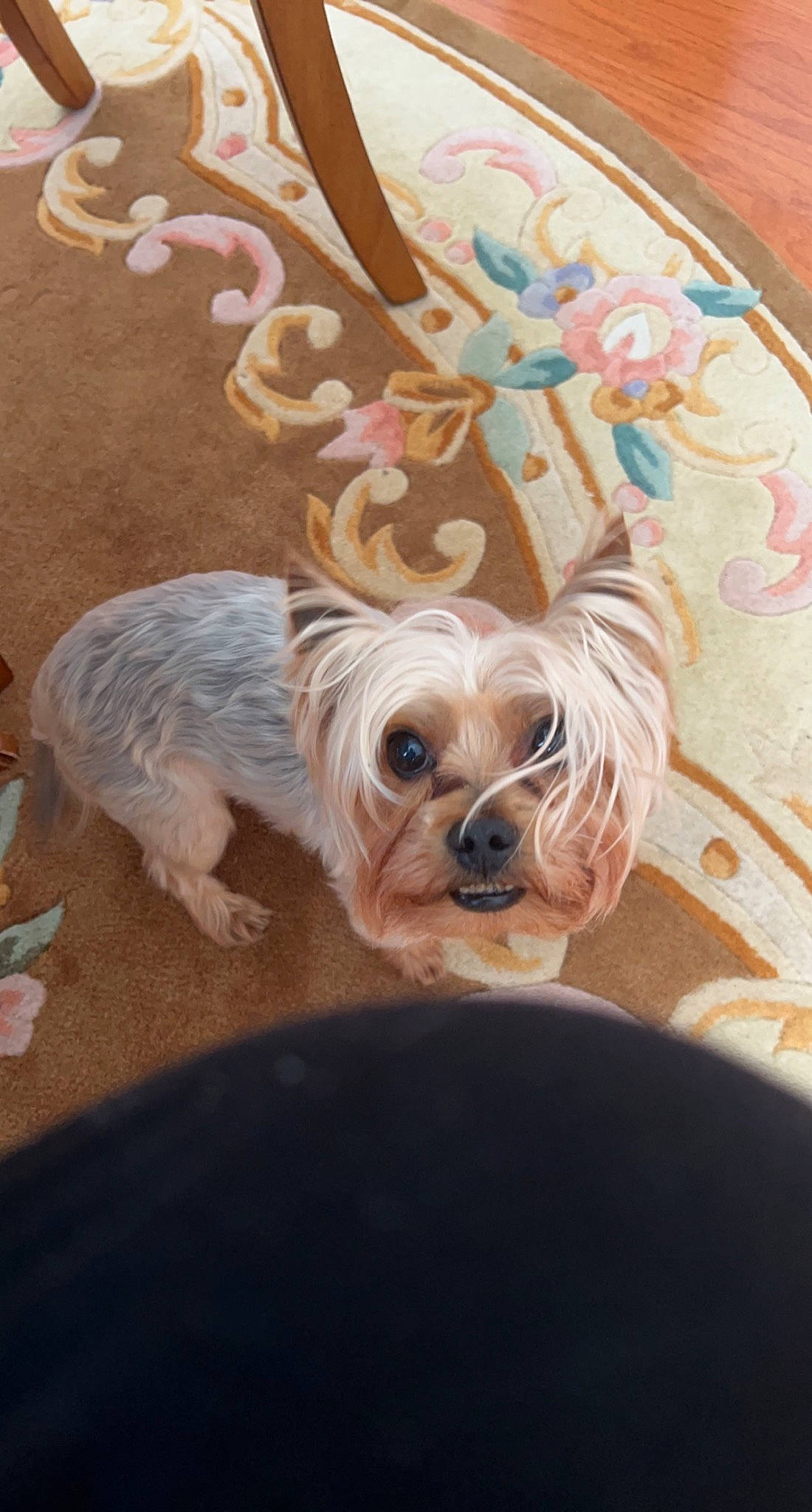 Cody is registered to the contest to win money with this photo: canidae, carnivore, companion_dog, dog, dog_breed, dog_clothes, dog_supply, fawn, fur, liver, pet_supply, puppy_love, small_terrier, snout, sporting_group, terrier, toy, toy_dog, working_animal, yorkshire_terrier