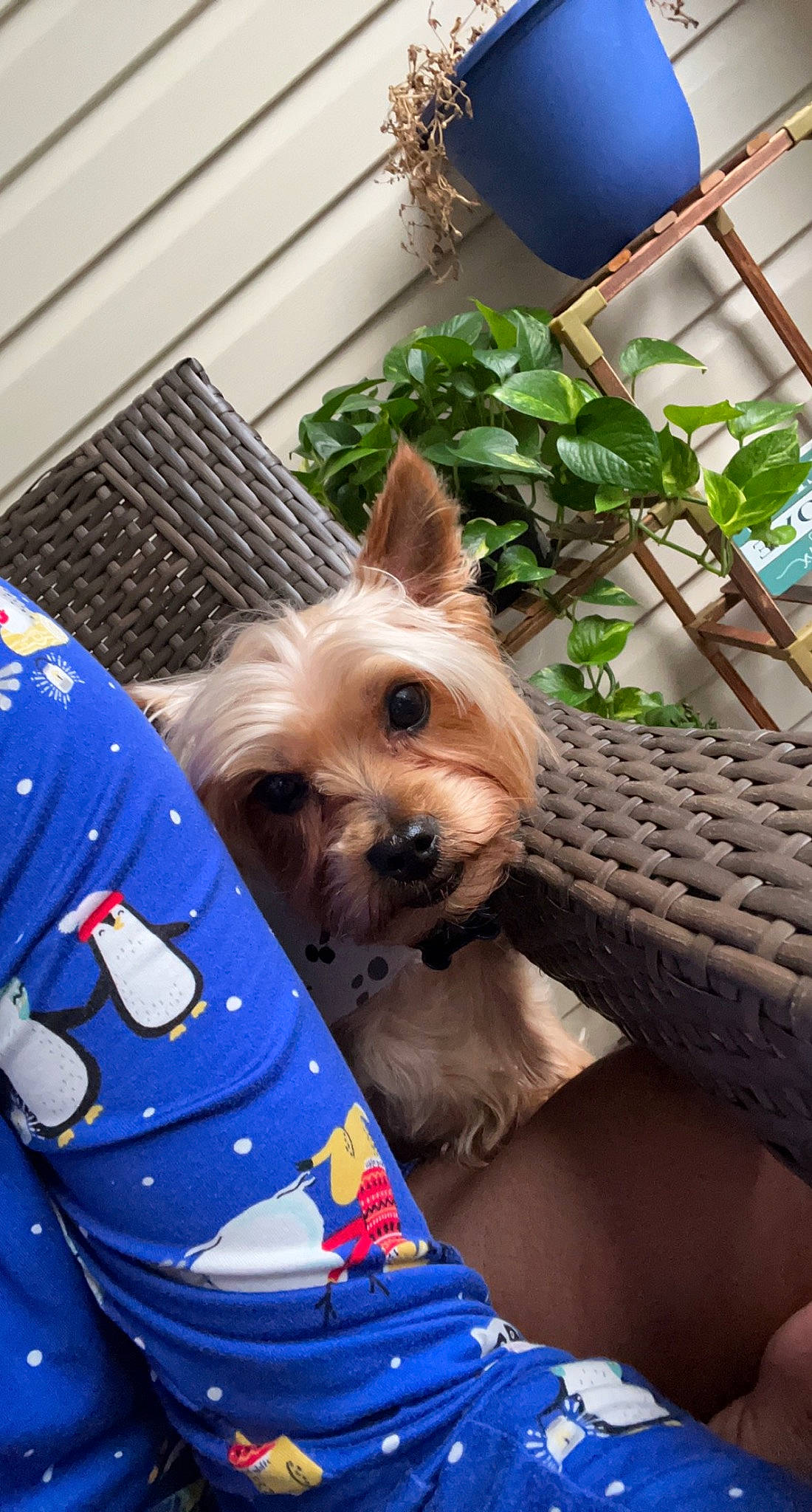 Cody is registered to the contest to win money with this photo: blue, canidae, carnivore, collar, companion_dog, dog, dog_breed, dog_clothes, dog_supply, electric_blue, fashion_accessory, fawn, houseplant, plant, small_terrier, snout, sporting_group, terrier, toy_dog, working_animal