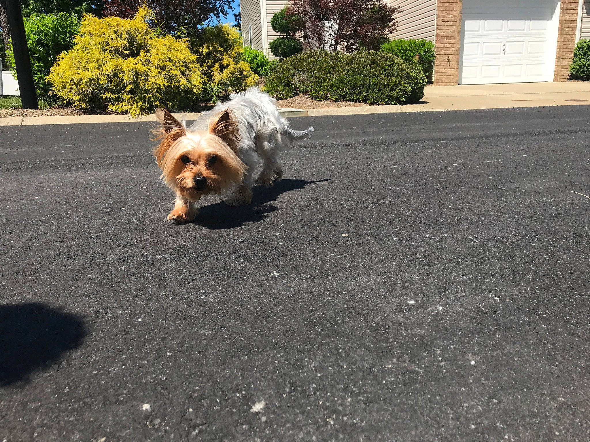 Cody is registered to the contest to win money with this photo: asphalt, carnivore, companion_dog, dog, dog_breed, dog_supply, driveway, fawn, grass, plant, road, road_surface, sidewalk, small_terrier, snout, sporting_group, tar, toy_dog, tree, working_animal