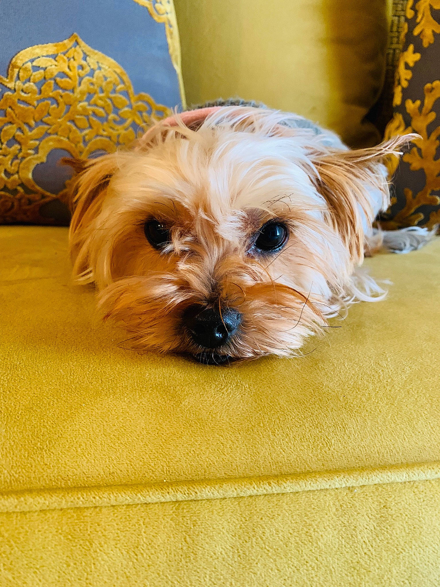 Cody is registered to the contest to win money with this photo: biewer_terrier, canidae, carnivore, companion_dog, dog, dog_breed, dog_supply, fawn, fur, liver, maltepoo, non_sporting_group, puppy, small_terrier, snout, sporting_group, terrier, toy_dog, working_animal, yorkipoo