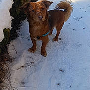 Schoop'S a rejoint le concours — aidez-le/la à gagner de superbes lots ! animal, boot, brown_dog, cold, curious, daylight, dog, forest, fur, leash, nature, outdoor, path, pet, snow, snowflakes, tail, trail, walking, winter